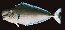 Image of Bulbnose Unicornfish