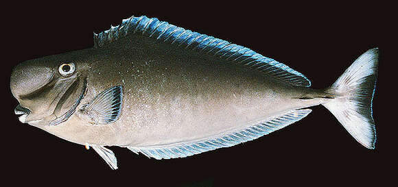 Image of Bulbnose Unicornfish