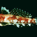 Imagem de Callionymus marquesensis Fricke 1989