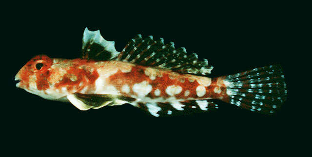 Image of Marquesas ruddertail dragonet