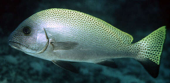 Image of Black-foot sweetlips