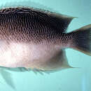 Image of Spotted angelfish