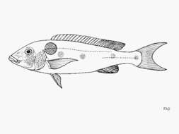 Image of Boulengerochromis