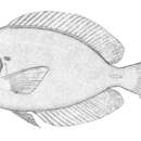 Image of Chronixis surgeonfish