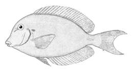 Image of Chronixis surgeonfish