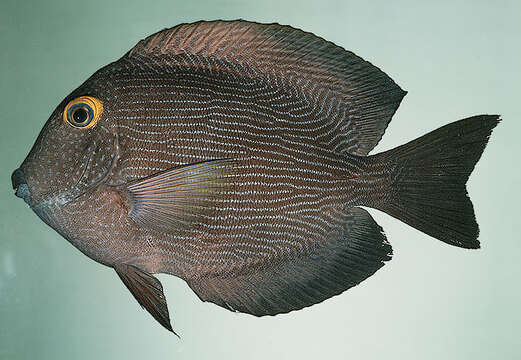 Image of Bristletoothed Surgeonfish