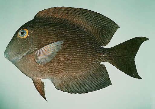 Image of Bristletoothed Surgeonfish