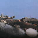 Image of Glyptothorax quadriocellatus (Mai 1978)