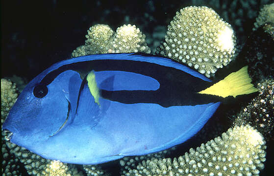 Image of Paracanthurus