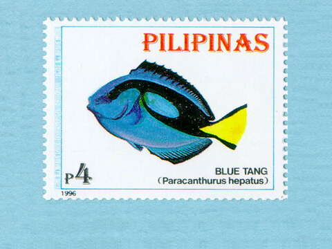 Image of Paracanthurus