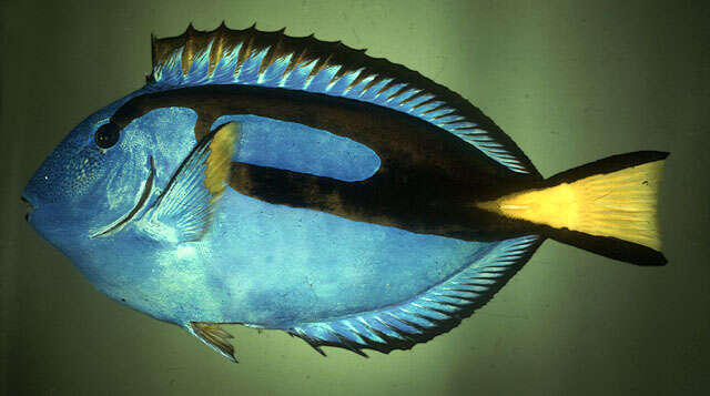 Image of Paracanthurus