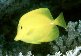 Image of Lemon Sailfin