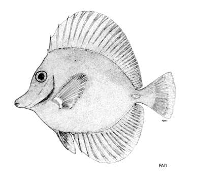 Image of Lemon Sailfin