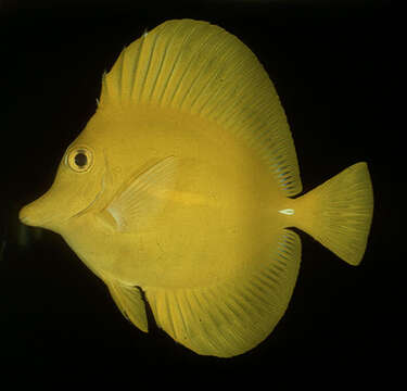 Image of Lemon Sailfin