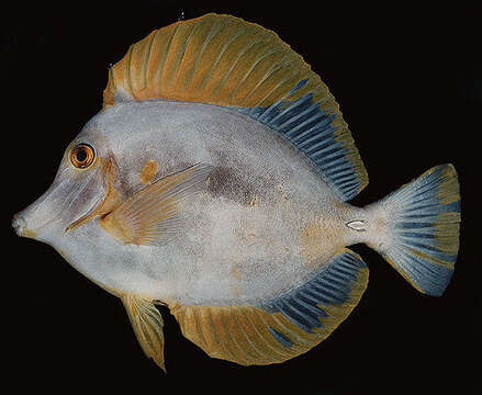 Image of Lemon Sailfin