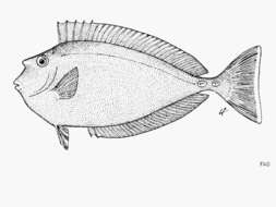 Image of Banded Unicornfish