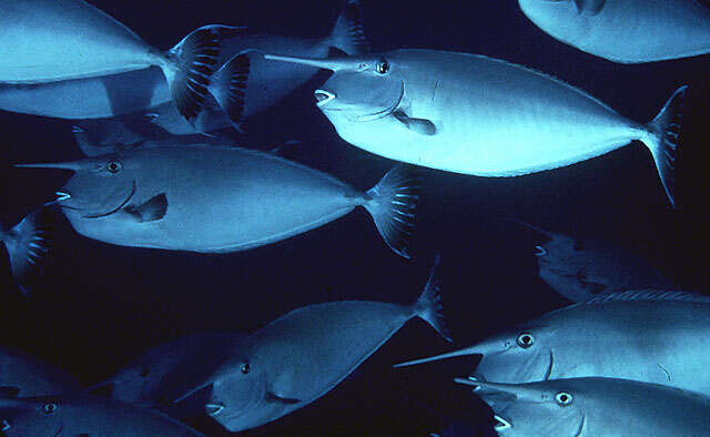 Image of Banded Unicornfish