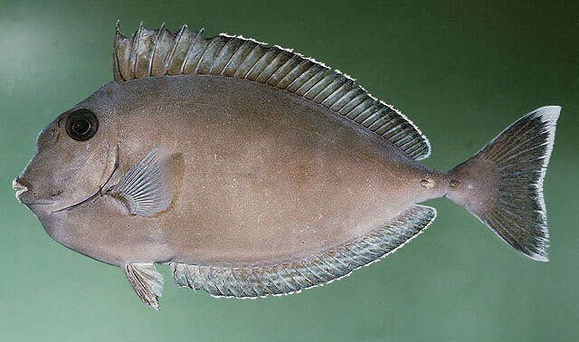 Image of Banded Unicornfish