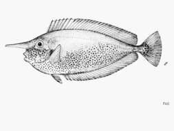 Image of Brown Unicornfish