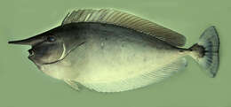 Image of Brown Unicornfish