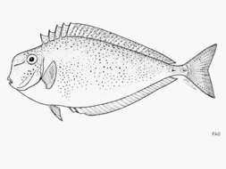 Image of Humpnose Unicornfish