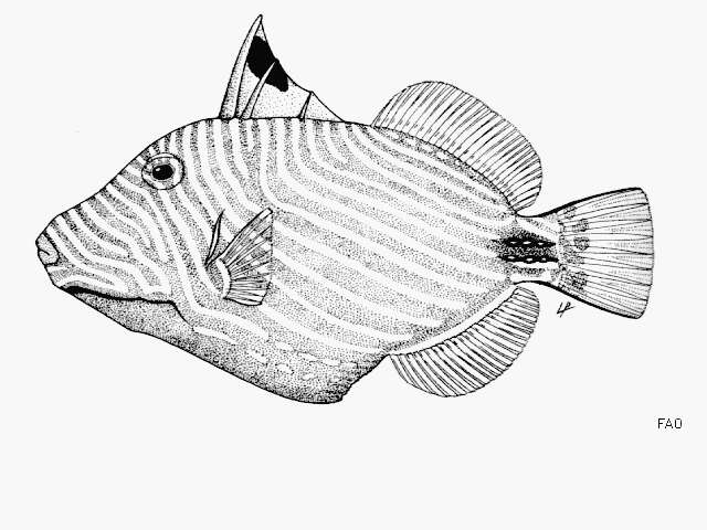 Image of Balistapus