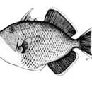 Image of Yellowmargin triggerfish