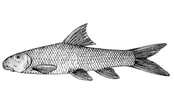 Image of Dusky labiate-barbel