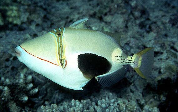Image of Black patch triggerish