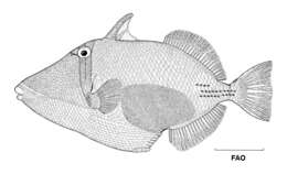 Image of Black patch triggerish