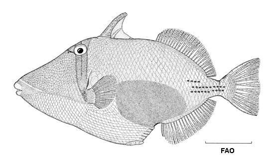 Image of Black patch triggerish