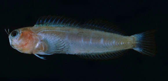 Image of Bicolor Blenny