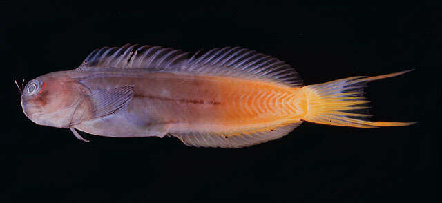 Image of Bicolor Blenny