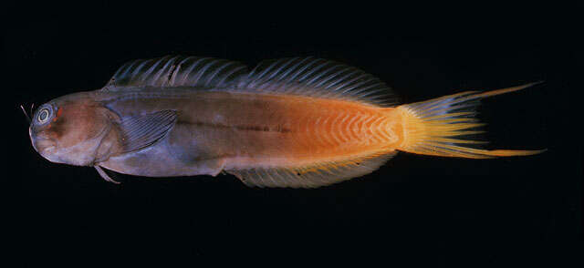 Image of Bicolor Blenny