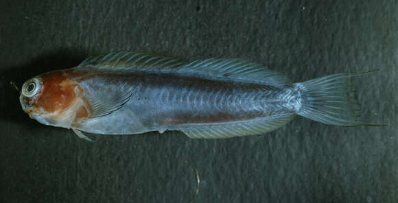 Image of Bicolor Blenny