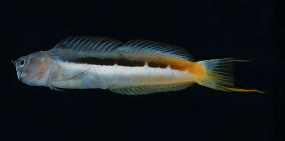 Image of Bicolor Blenny