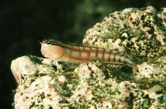 Image of Comical coralblenny