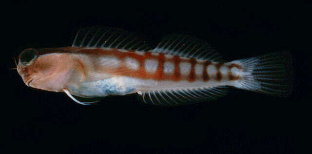 Image of Comical coralblenny