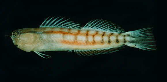 Image of Comical coralblenny