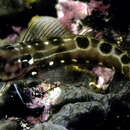 Image of Saddle blenny