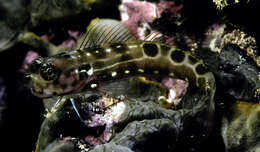 Image of Saddle blenny