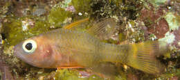 Image of Rearbar cardinalfish