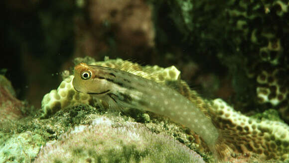 Image of Yaeyama coralblenny