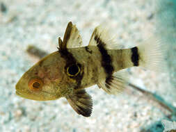 Image of Bullseye cardinalfish