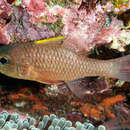 Image of Spiny-head cardinalfish