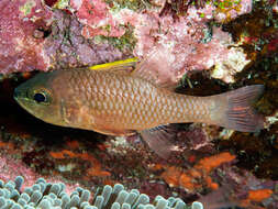 Image of Spiny-head cardinalfish