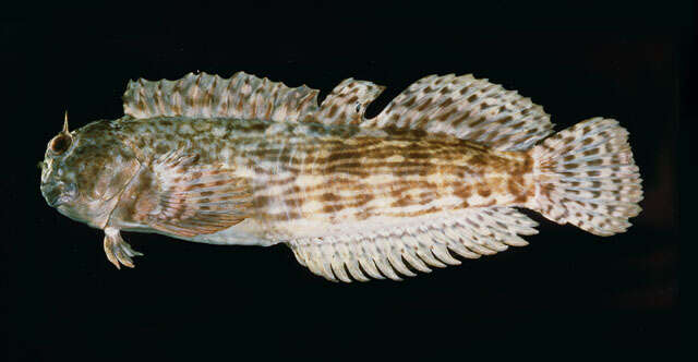 Image of Wavy lined blenny