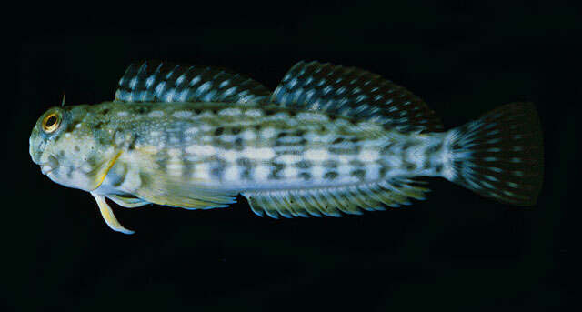 Image of Wavy lined blenny