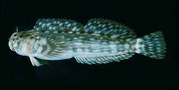 Image of Wavy lined blenny