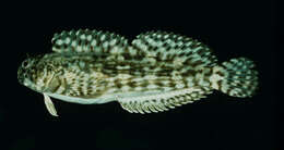 Image of Wavy lined blenny